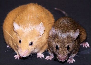 Figure-3-Agouti-mice